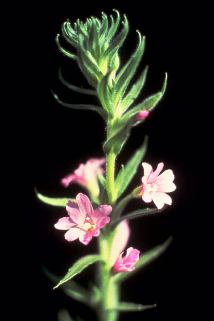 Epilobium pallidum