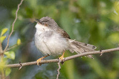 Prinia hodgsonii