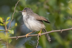 Prinia hodgsonii