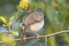Prinia hodgsonii