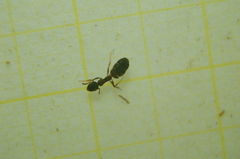 Dolichoderus quadripunctatus