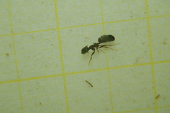 Dolichoderus quadripunctatus