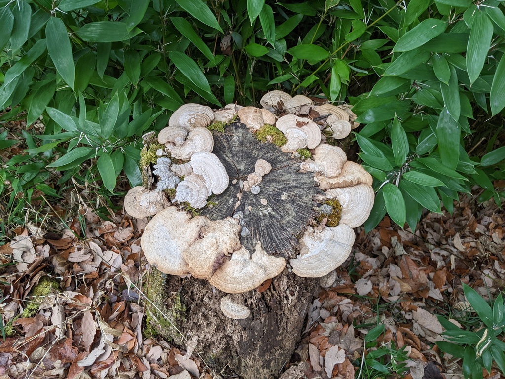 Fomitopsis dickinsii · January 2023 · photo: © timur_kalininsky (iNaturalist, cc-by)