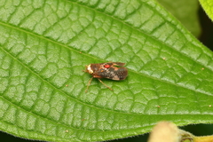 Coelidiinae