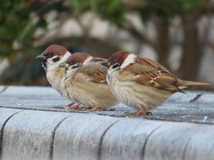 Passer montanus