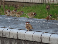 Passer montanus