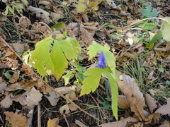 Aconitum axilliflorum
