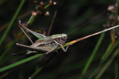 Metrioptera brachyptera