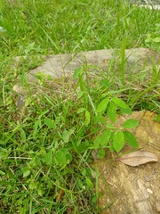 Euphorbia graminea
