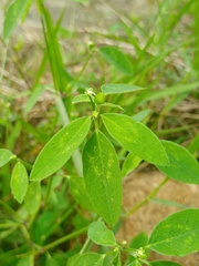 Euphorbia graminea