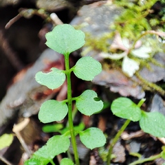 Cardamine flexuosa