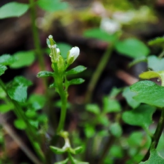 Cardamine flexuosa