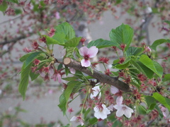 Prunus × lannesiana