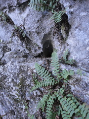 Polystichum craspedosorum