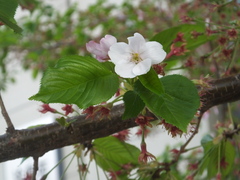 Prunus × lannesiana