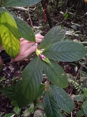 Palicourea urceolata