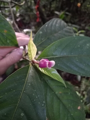 Palicourea urceolata