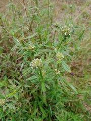 Spermacoce verticillata