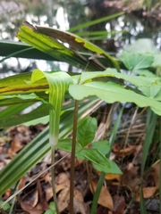 Arisaema acuminatum