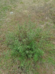 Spermacoce verticillata