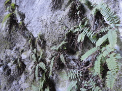 Polystichum craspedosorum