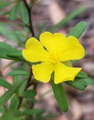 Hibbertia obtusifolia