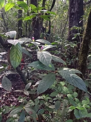 Palicourea urceolata