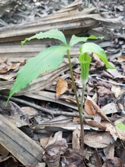 Arisaema acuminatum