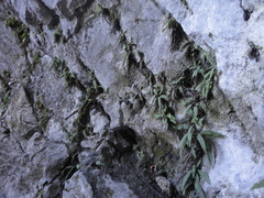 Polystichum craspedosorum