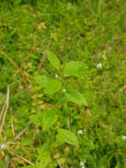 Spermacoce latifolia
