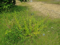 Spermacoce latifolia