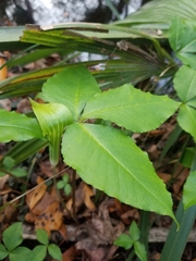 Arisaema acuminatum