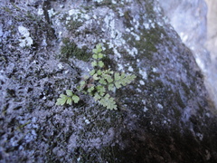 Asplenium tenuicaule