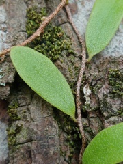 Pyrrosia
