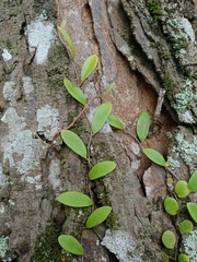 Pyrrosia