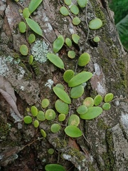 Pyrrosia