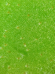 Pyrrosia