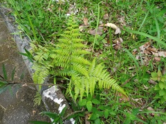 Microlepia speluncae