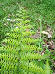 Microlepia speluncae