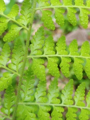 Microlepia speluncae