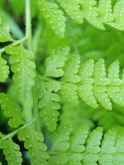 Microlepia speluncae