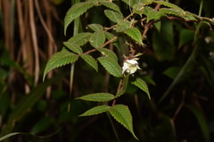 Rubus croceacanthus