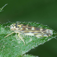 Eupteryx urticae