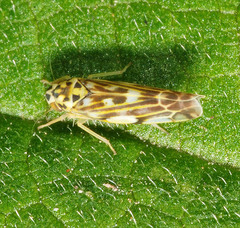 Eupteryx