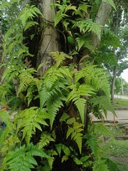 Davallia denticulata