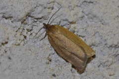 Aphelia viburnana
