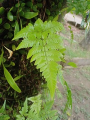 Davallia denticulata