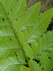 Davallia denticulata