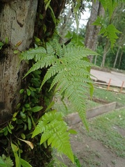 Davallia denticulata