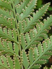 Davallia denticulata